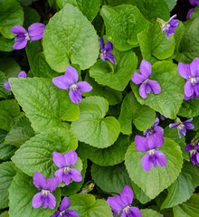 650-01 Violet Patterns
