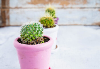 Cactus on a wooden table