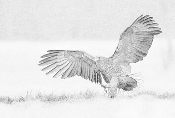 White tailed eagle (Haliaeetus albicilla) sketch