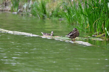 wild ducks swim on the river