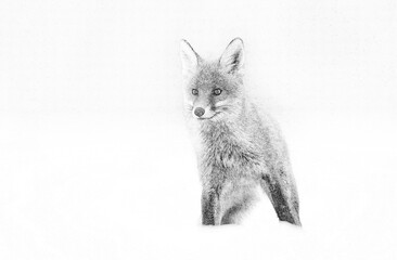 Fox (Vulpes vulpes) sketch image