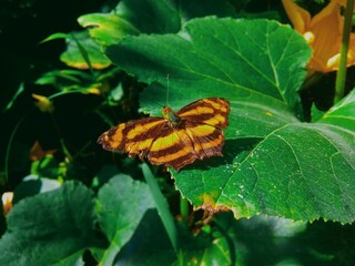 butterfly on a flower