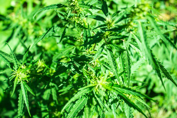 Hemp bush growing on the street, top view, summer