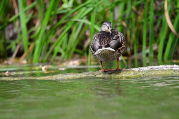 wild ducks swim on the river