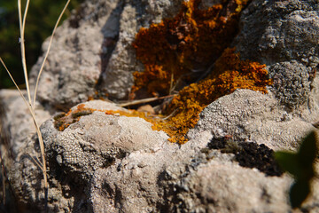 Caloplaca marina overgrown on rock