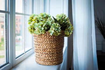 on the window is a wicker basket with light green hydrangea. white curtain, shadows, bright walls. space for text