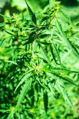 Hemp bush growing on the street, top view, summer