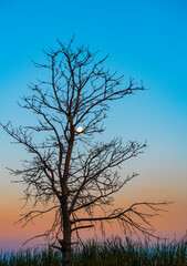 Fototapeta na wymiar Beautiful evening landscape. A dry tree standing on the shore. The full moon lit up the starry sky.