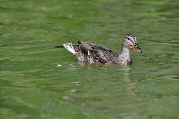 wild ducks swim on the river