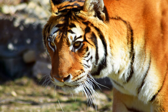 Beautiful feline tiger