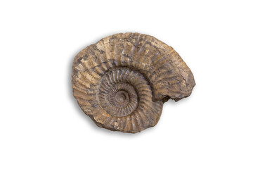 Ancient fossil cephalopod mollusc