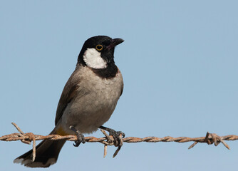 White cheeked bulbul perched on barbed wire, Bahrain