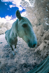 Horse in infrared light 