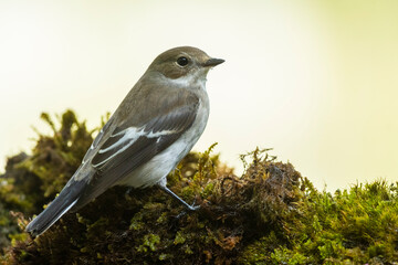 A european pied flycatcher (Ficedula hypoleuca)