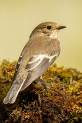 A european pied flycatcher (Ficedula hypoleuca)