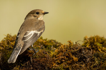 A european pied flycatcher (Ficedula hypoleuca)