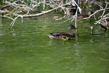 wild ducks swim on the river