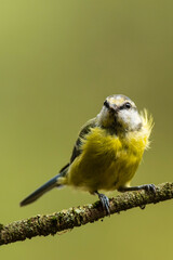 A blue tit (Cyanistes caeruleus / Parus caeruleus)