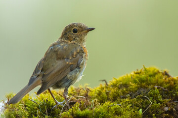 A European robin (Erithacus rubecula)