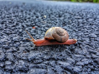 snail on the road