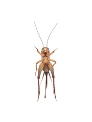 Gryllidae isolated on white background.