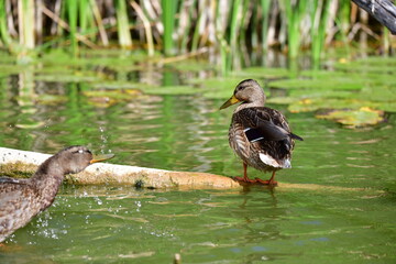 wild ducks swim on the river