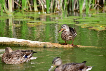 wild ducks swim on the river