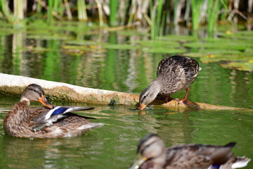 wild ducks swim on the river