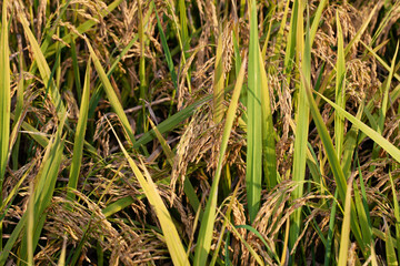 Mature rice, the background of the rice field.