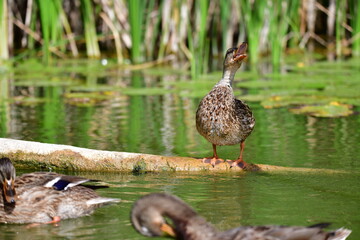wild ducks swim on the river
