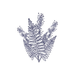 Vector illustration.  Coloring page. Botanical illustration.