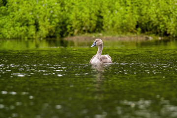 a Young swan swims elegantly on a pond