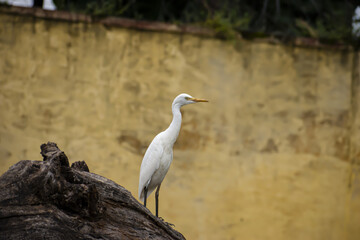 Obraz premium great white heron