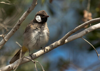 White cheeked bulbul perched on a tree, Bahrain