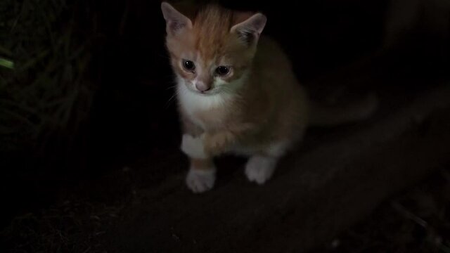 kitten moving around on wooden surface with low lighting