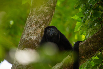 Mantled Howler Monkey in a tree