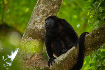 Mantled Howler Monkey in a tree