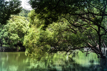 Fototapeta na wymiar Asian Garden, Chinese garden, Japanese Garden, A tree on the lake.