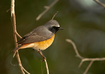 Redstarts perched on a tree, Bahrain