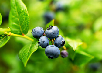 blueberry field, close-up view of juicy blueberry berries, harvest time, autumn