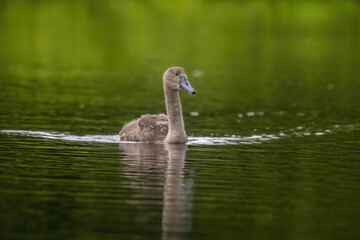 Naklejka na ściany i meble a Young swan swims elegantly on a pond