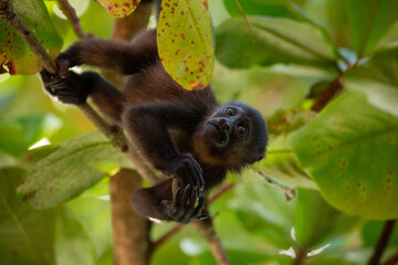 Baby Mantled Howler Monkey in a tree eating fruit
