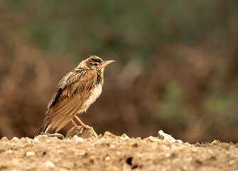 Crested Lark in rain, Bahrain