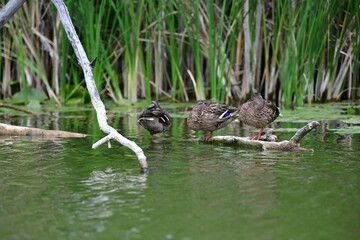 wild ducks swim on the river