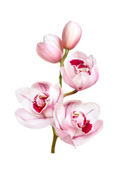 Obraz na płótnie Canvas pale pink orchid flowers isolated on white background