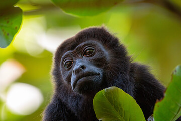 Mantled Howler Monkey in a tree © John