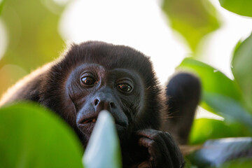 Mantled Howler Monkey in a tree