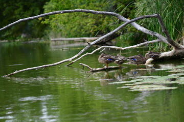 wild ducks swim on the river