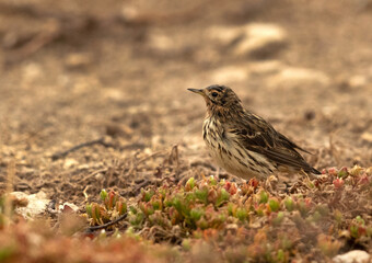 Drenched Red-throated pipit in rain, Bahrain