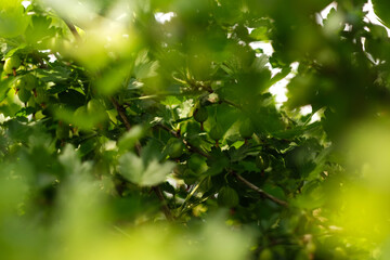 A bush of gooseberry in the summer garden